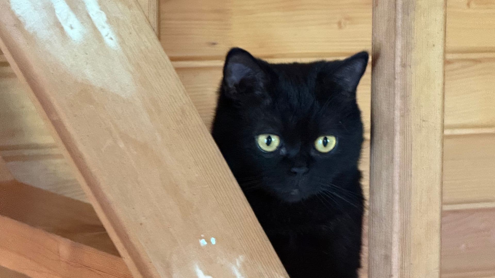 Индивидуальная практика йоги #1