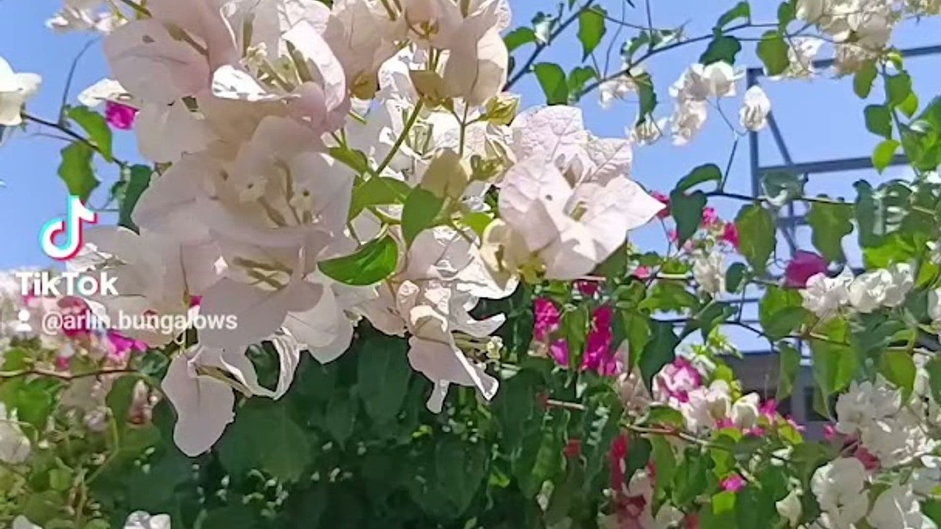 Arlin Bungalows Chimeara-Çıralı