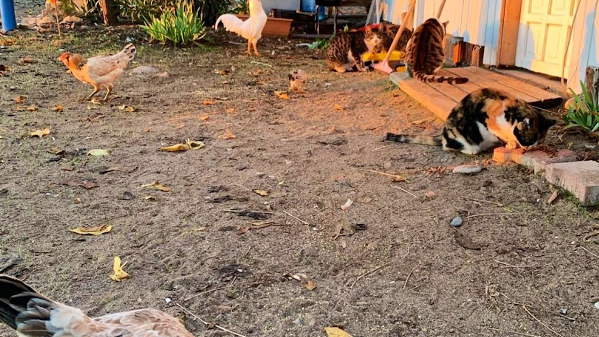 Lavinya Camping & Bungalows