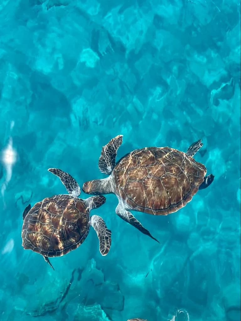 Çıralı Blue Dreams - Tekne turu / Boat tour