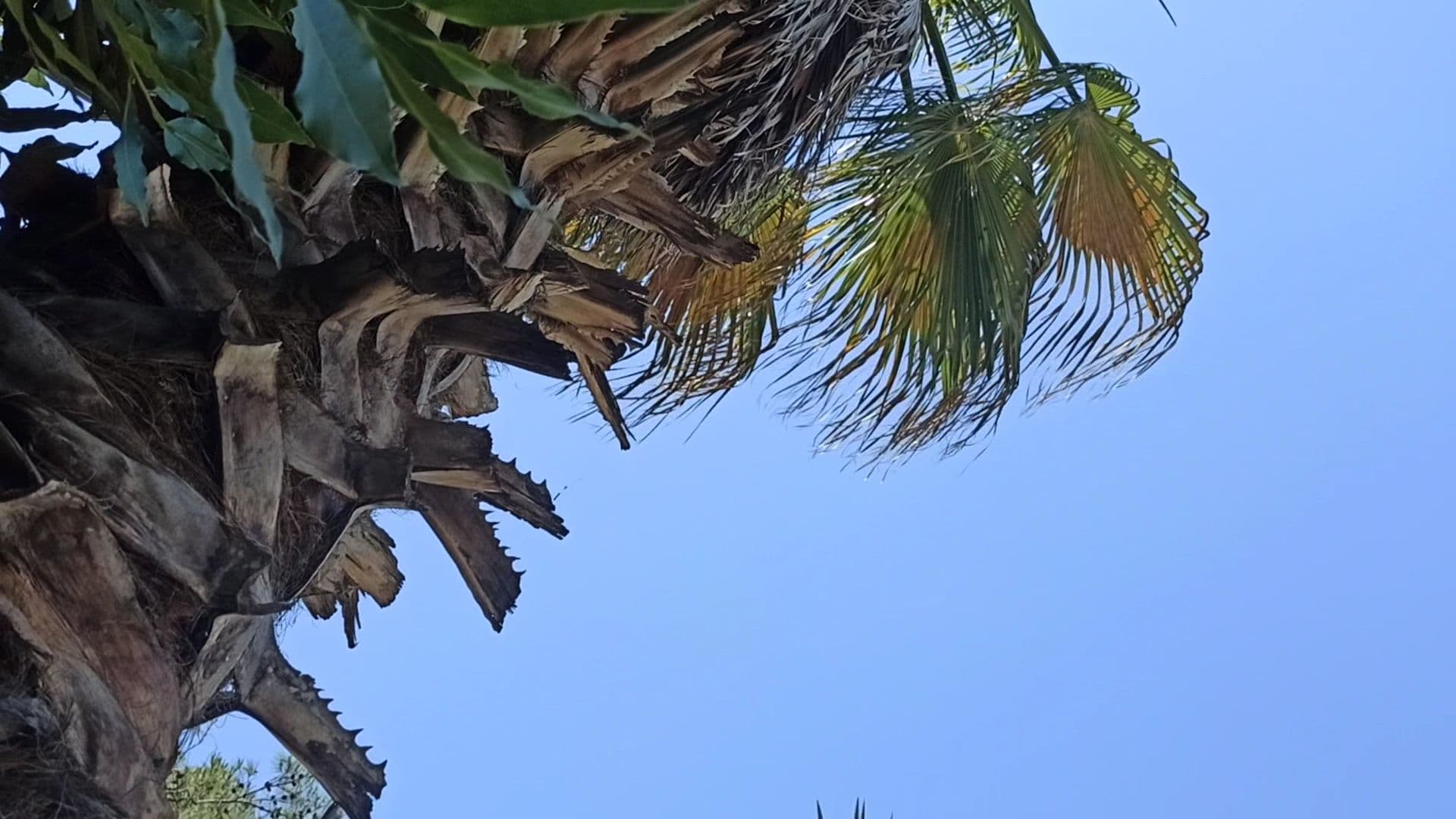 Captain Eudemos Bungalow olympos