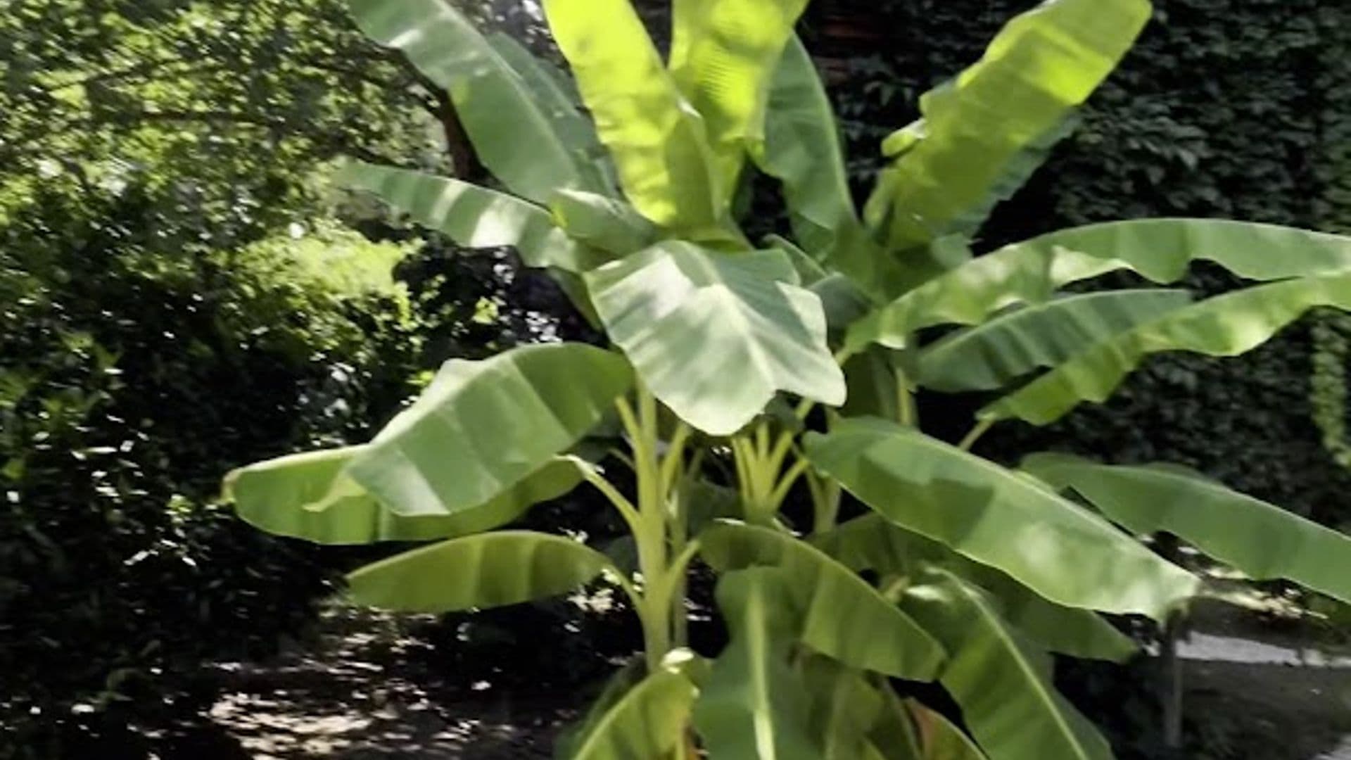 Olympos Camlik Pension