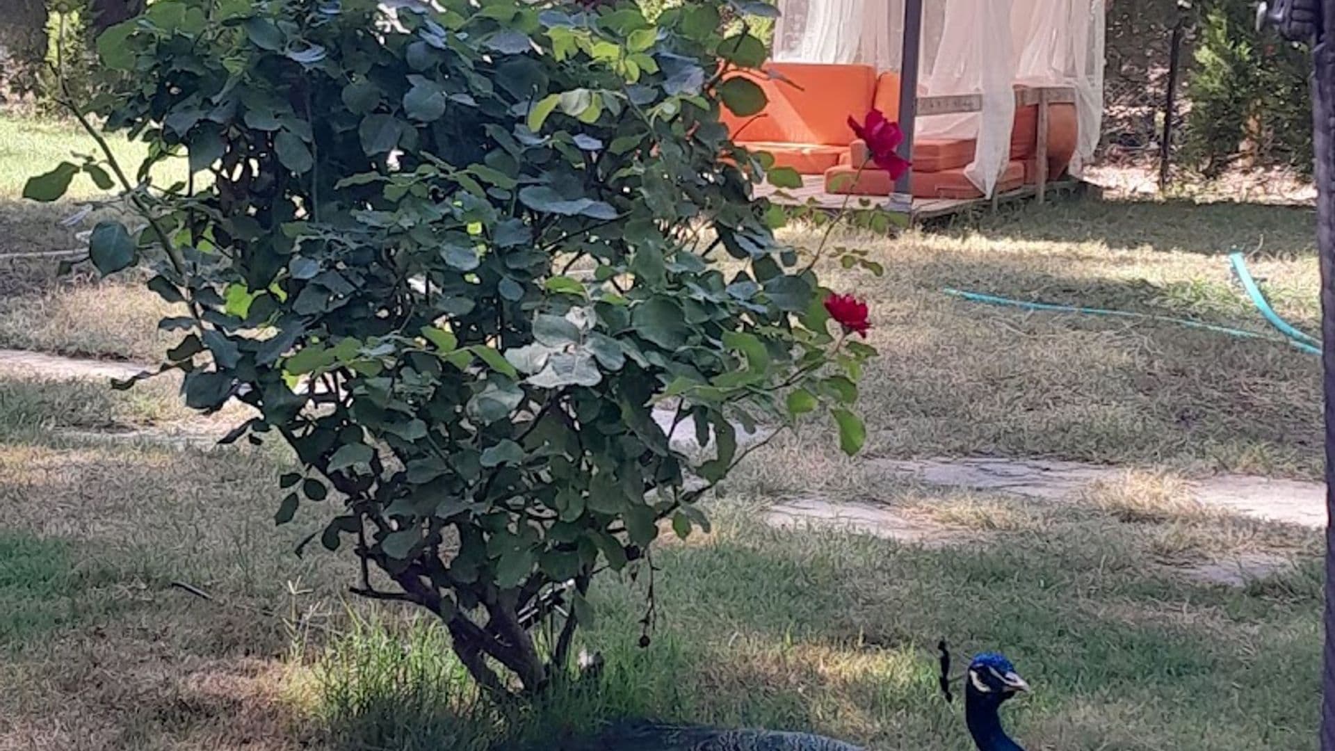 Okyanus Kıyısı Bungalov