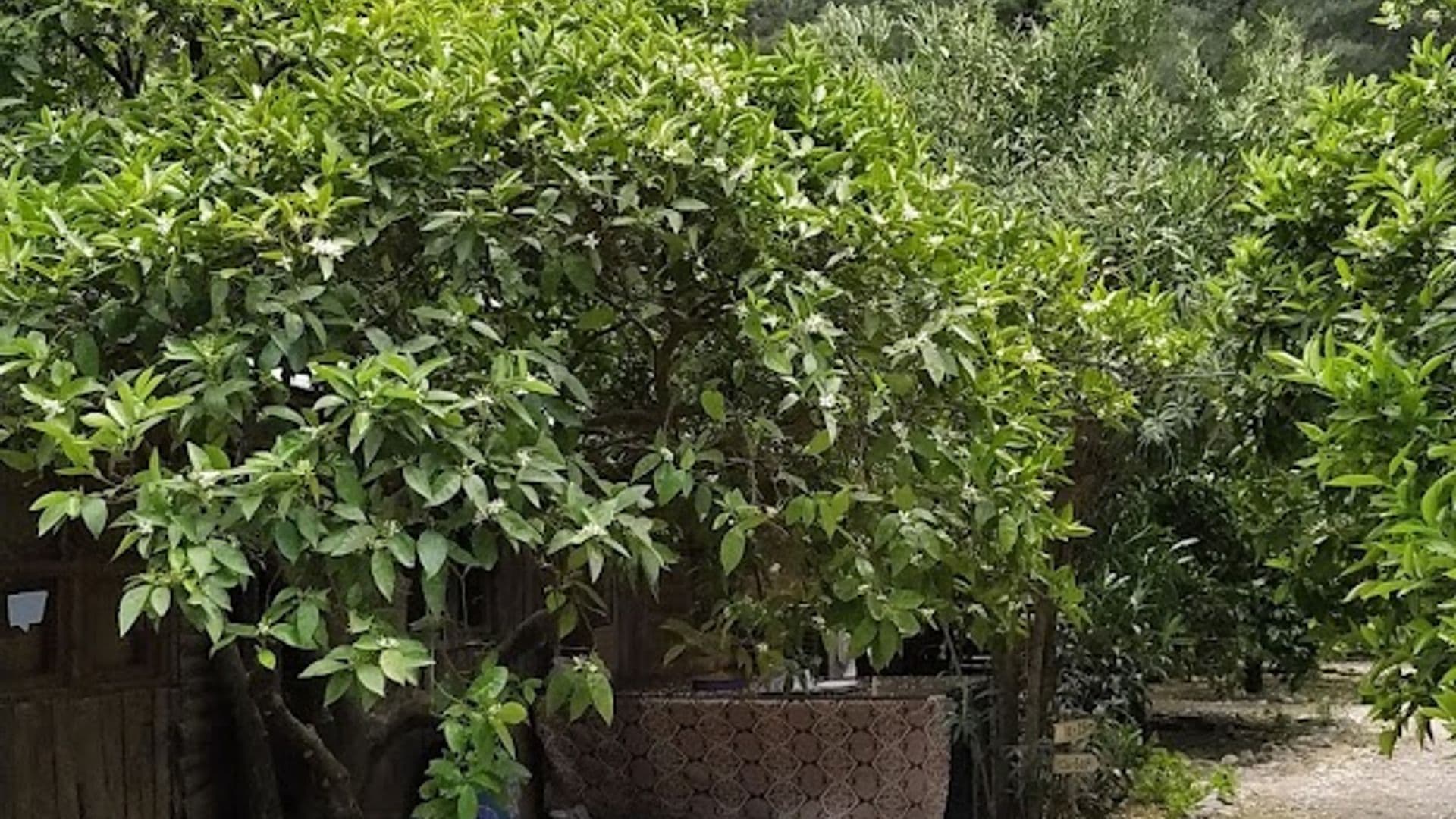 Deep Green Bungalows