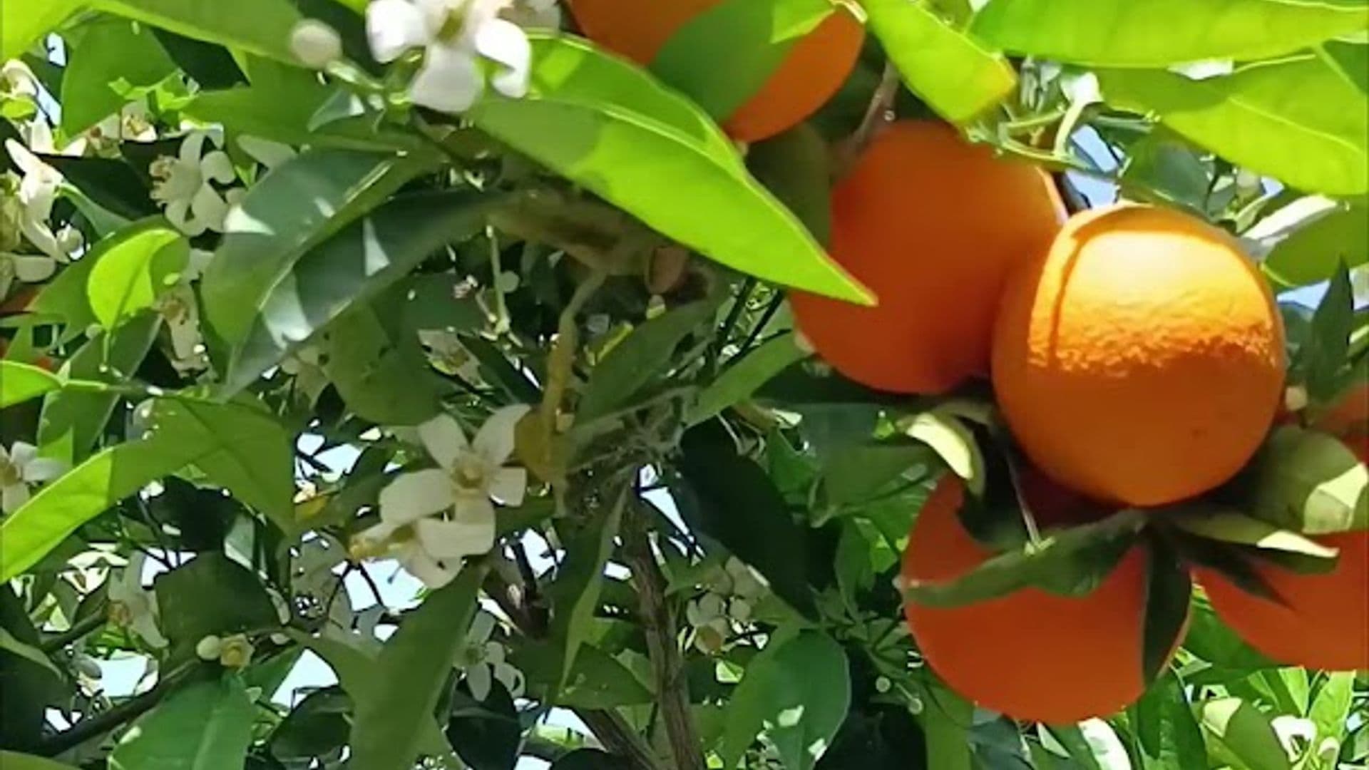 Çıralı Cinderella Pansiyon