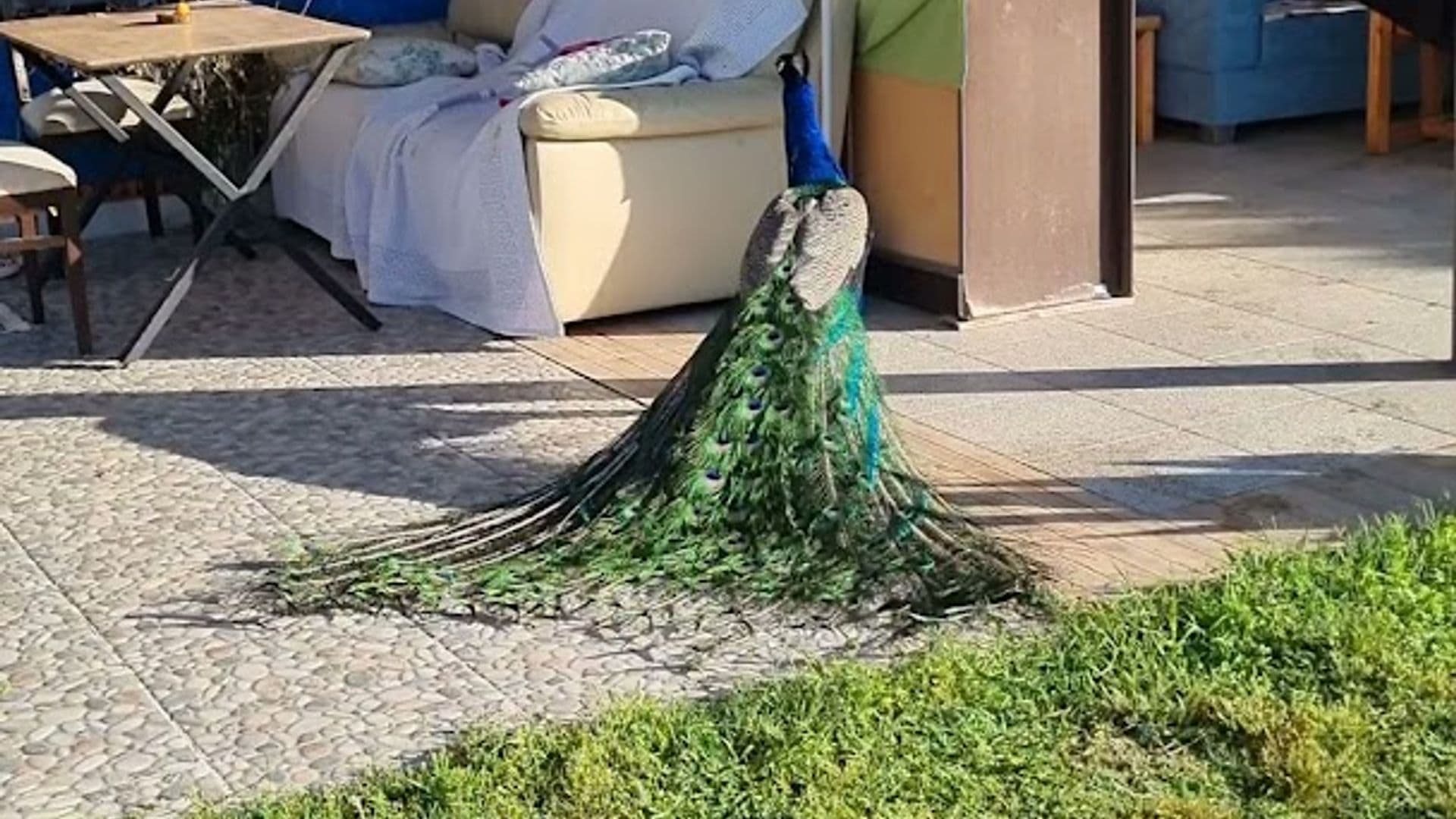 Çıralı Şahmeran Villa's & Camping