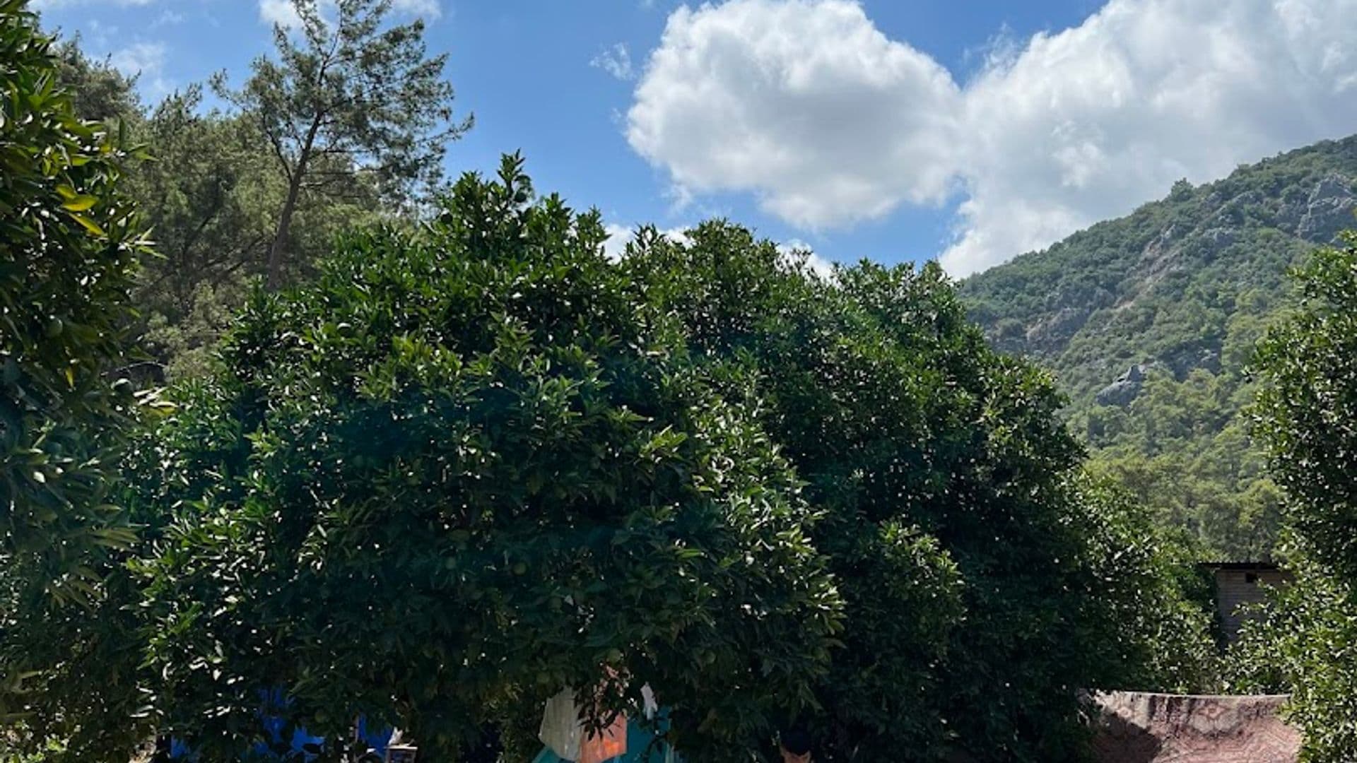 Olimpos Keçi Cafe Camping