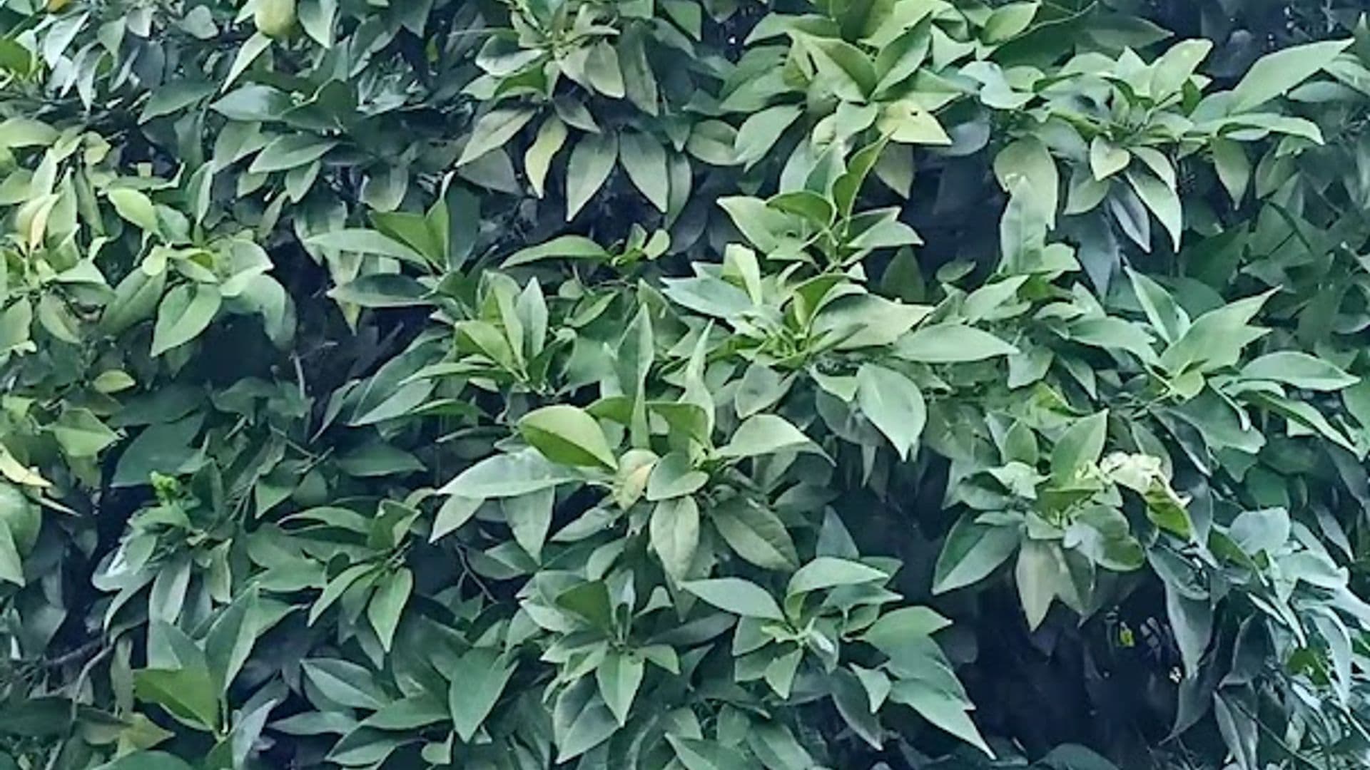 Simurg Evleri Olympos